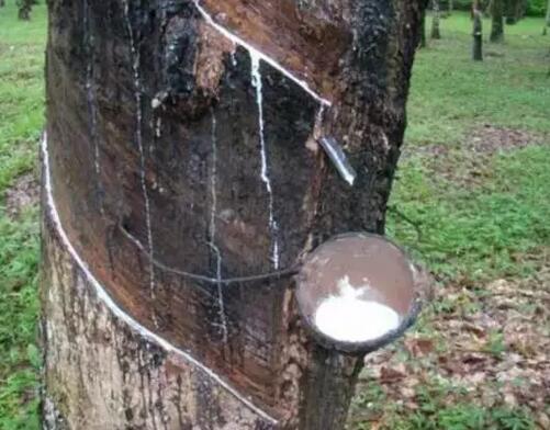 天然橡胶 天然橡胶