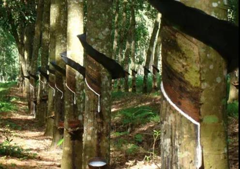 天然橡胶走势 天然橡胶走势