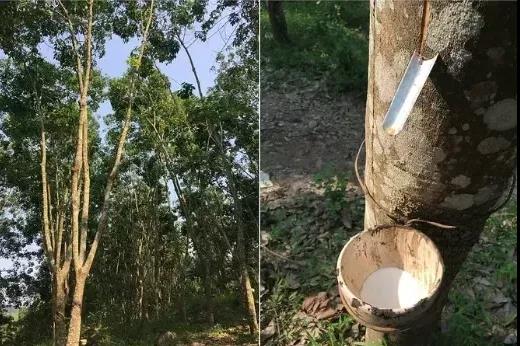 橡胶期货能否延续上涨态势? 橡胶期货能否延续上涨态势?