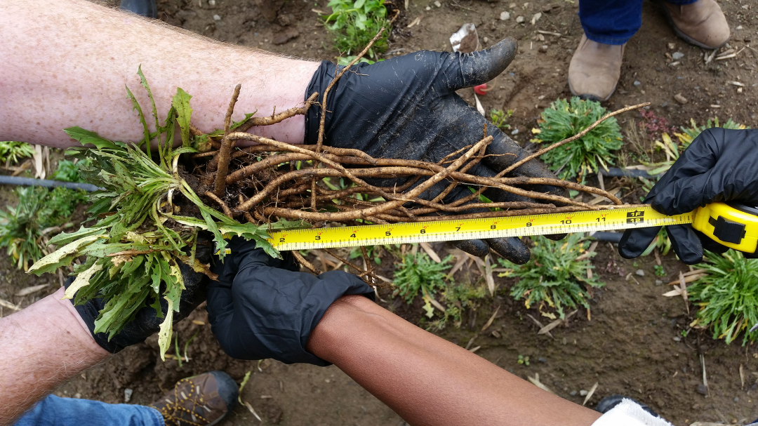 在美国,天然橡胶已被归类为战略原材料,是军用、飞机和卡车轮胎的关键成分 在美国,天然橡胶已被归类为战略原材料,是军用、飞机和卡车轮胎的关键成分